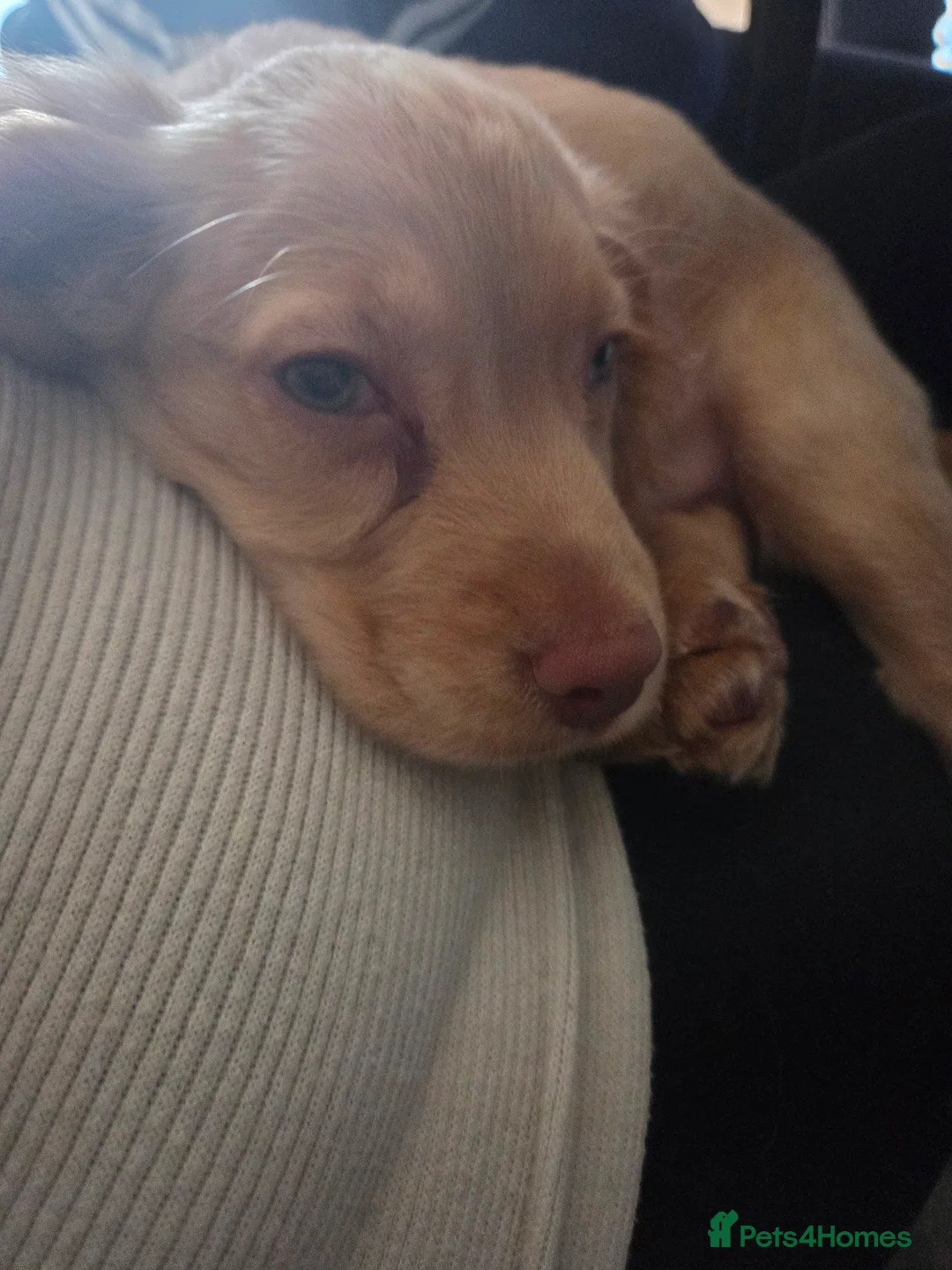 Cocker Spaniel dogs for sale: Cocker spaniel pup - Advert 5