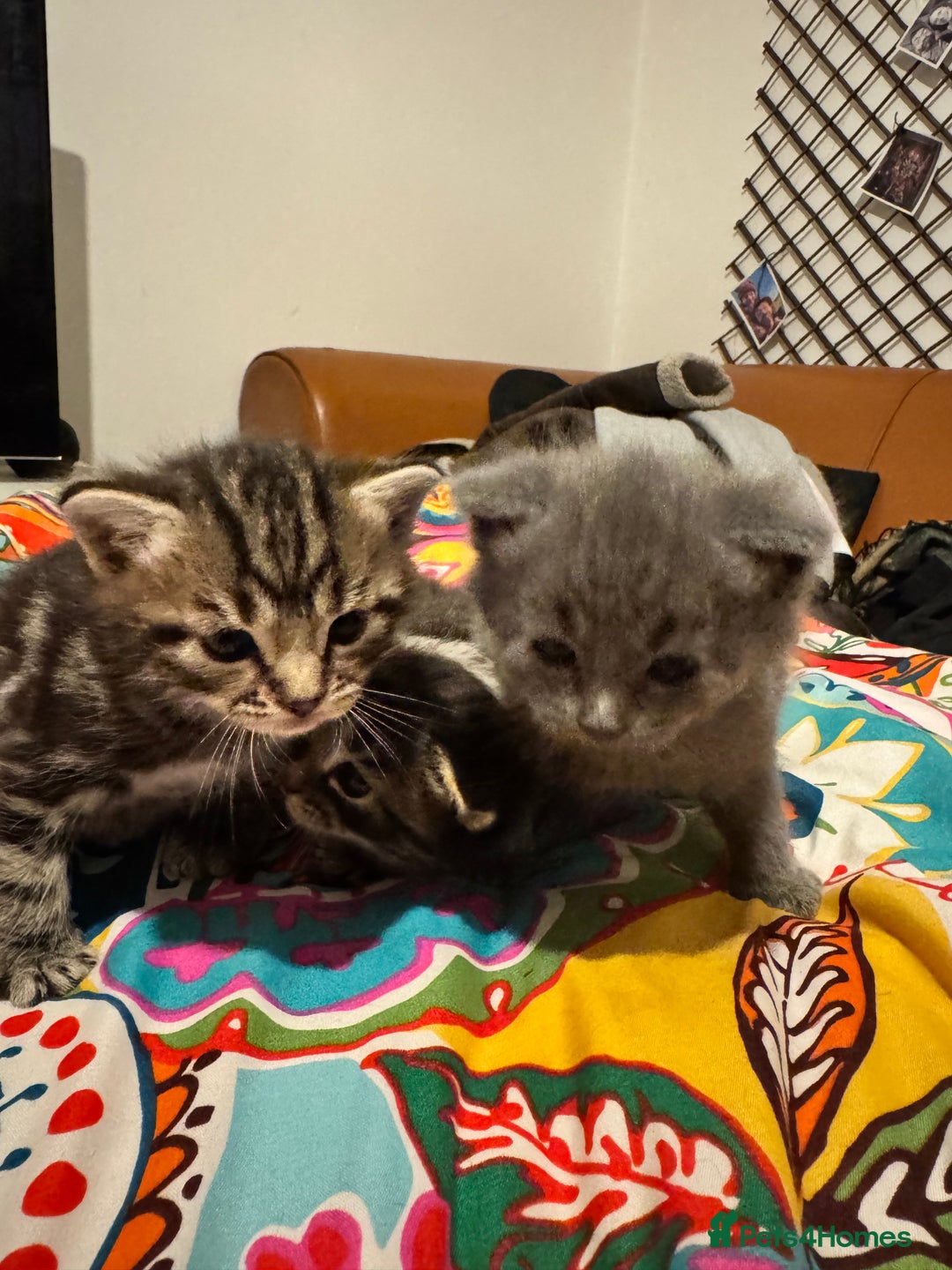 Mixed Breed cats for sale: 3 boys 3 girls  - Image 2