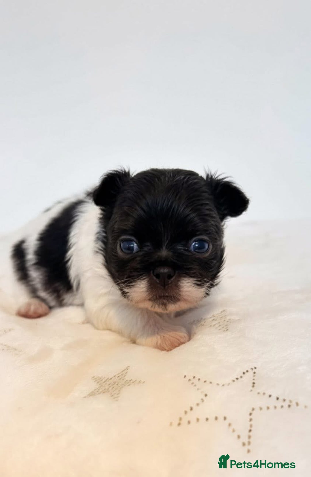 Chihuahua dogs for sale: Chihuahua  - Advert 3