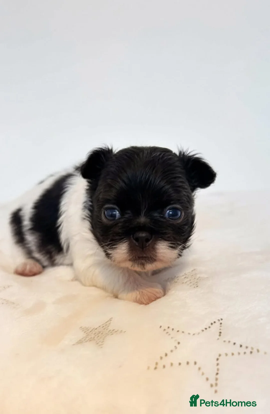 Chihuahua dogs for sale: Chihuahua  - Advert 4