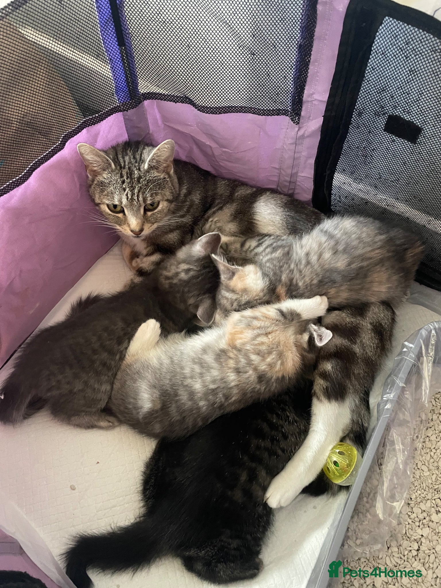 Mixed Breed cats Kittens  - Advert 7