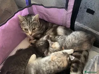 Mixed Breed cats Kittens - Advert 7