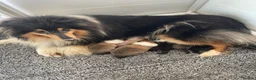 Rough Collie dogs for sale: KC Registered Sable and white puppy bitch - Advert 11