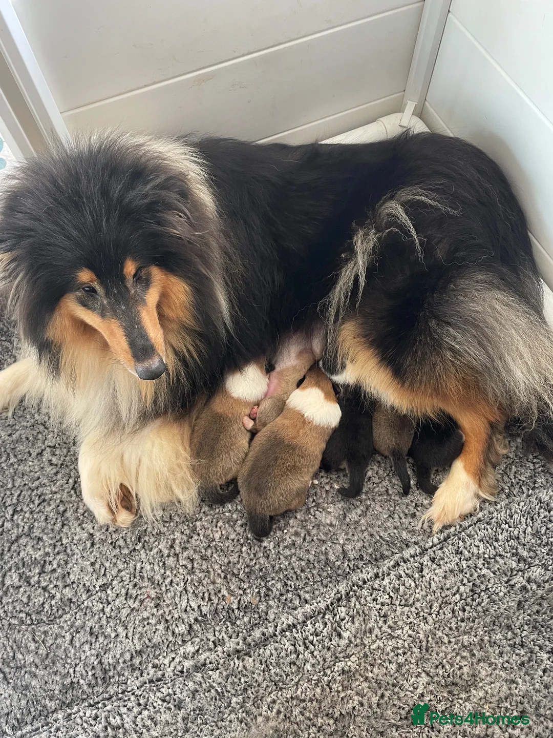 Rough Collie dogs for sale: KC Registered Sable and white puppy bitch - Advert 11
