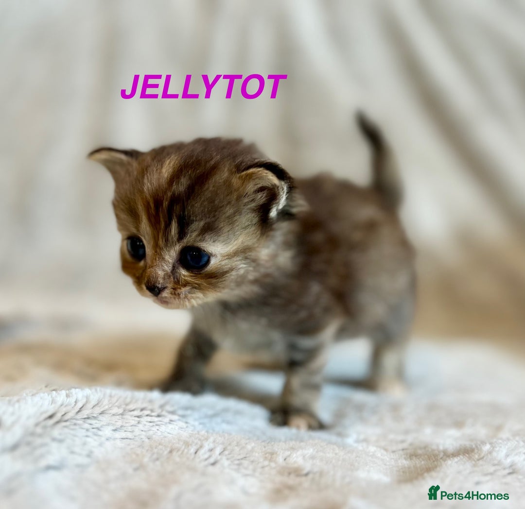 Persian cats for sale: Absolutely Stunning litter of Persian/Ragdolls - Image 13