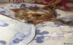 Yorkshire Terrier dogs for sale: Gorgeous Tiny Little Yorkshire terrier Girl - Image 5