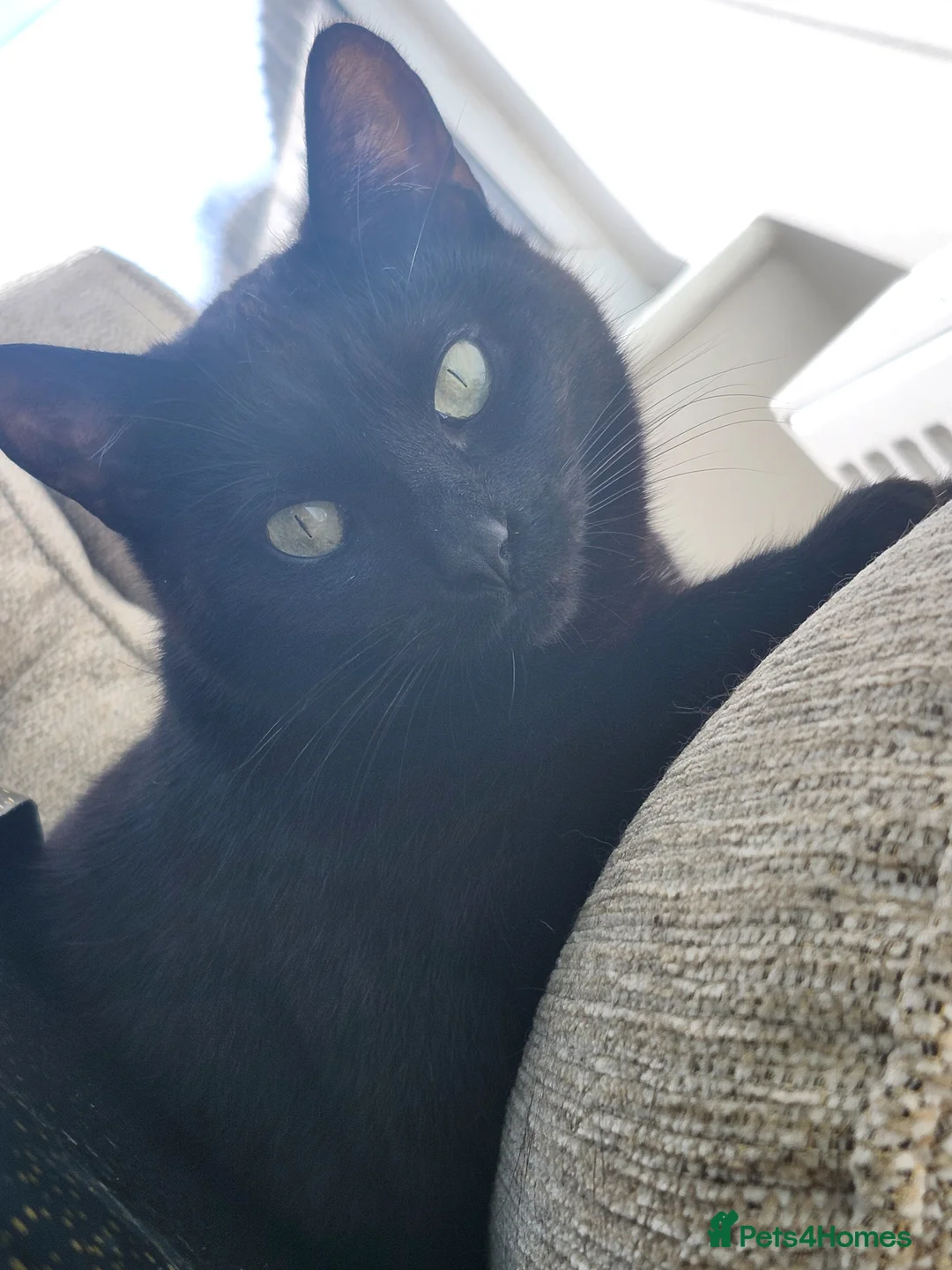 Domestic Shorthair cats for sale: Female Cat- Maeve - Advert 15
