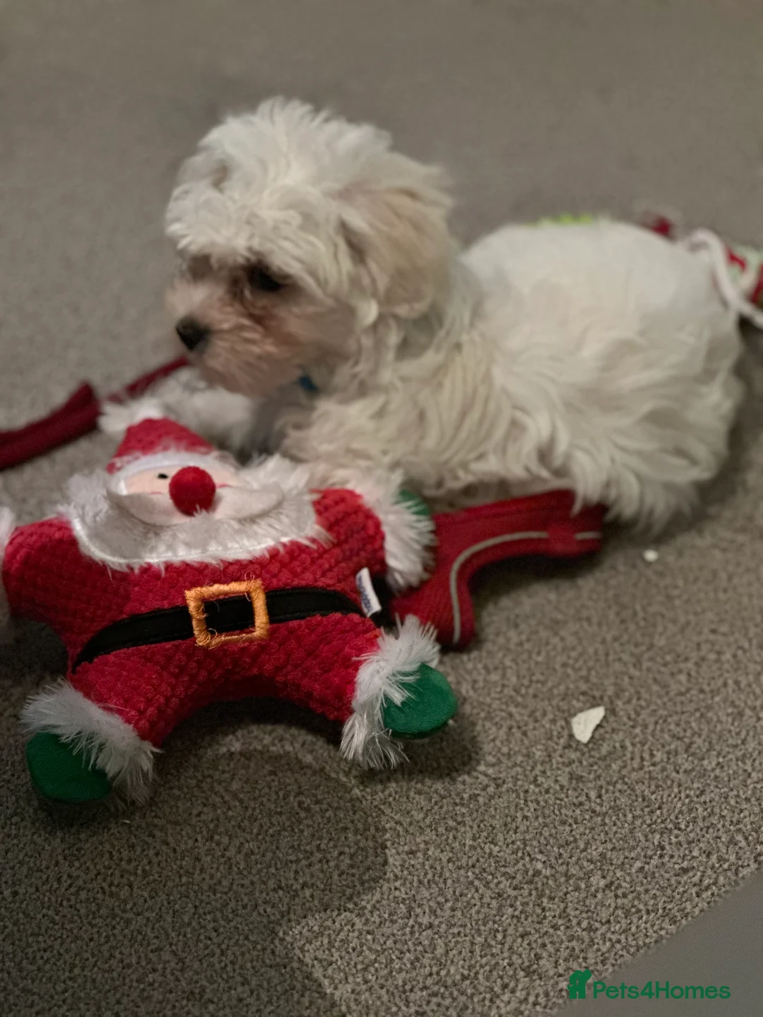 Bichon Frise dogs for sale: Two Mini Bichon Frise Ready for their New Home - Advert 16