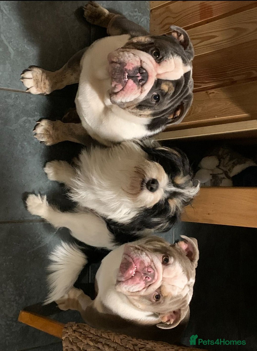 English Bulldog dogs for sale: British  bulldog for rehoming  - Advert 11