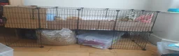 Guinea Pig rodents for sale: 2 Lunkarya guineas with cage and accessories  - Advert 8