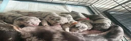 Frug dogs for sale: 6 stunning blue Merle Frug puppies  in Eastleigh - Advert 4