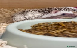 Pygmy Hedgehog rodents for sale: Adorable, Friendly African Pygmy Hedgehog Babies  - Image 6