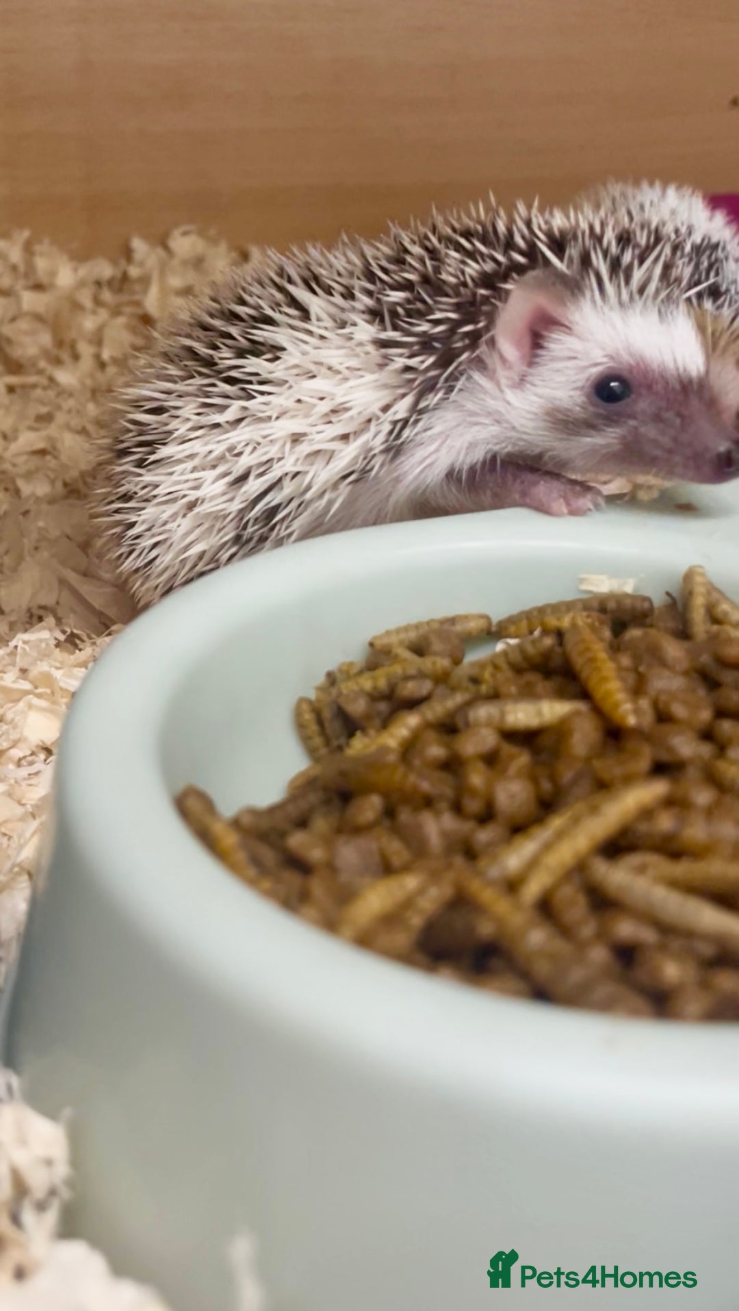 Pygmy Hedgehog rodents for sale: Adorable, Friendly African Pygmy Hedgehog Babies  - Image 6