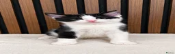 Domestic Shorthair cats for sale: Stunning Kittens | Bella's Litter | Ready Now - Advert 17