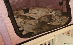 Mixed Breed cats for sale: Persian Chinchilla Cross Kittens - Image 24
