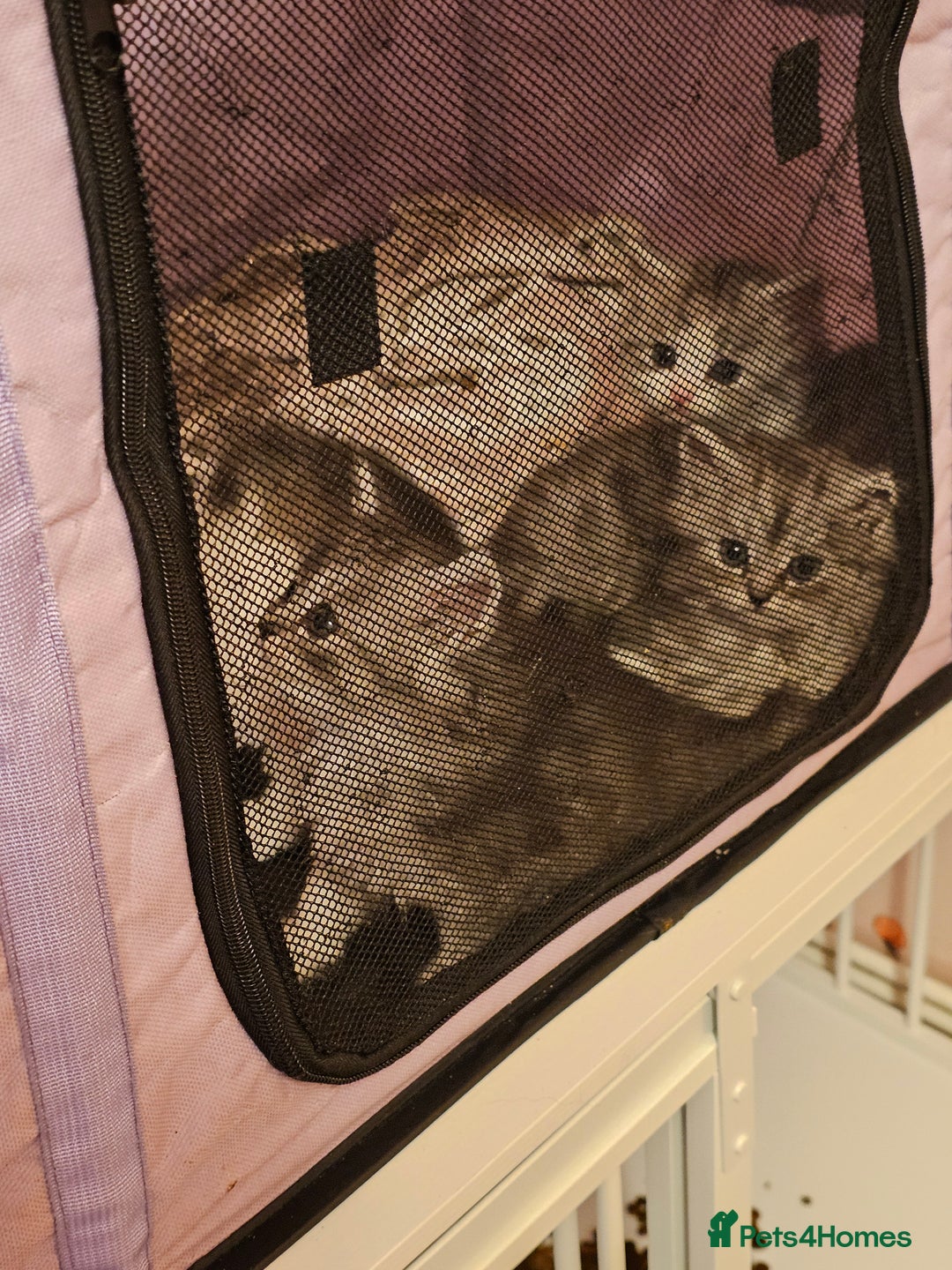 Mixed Breed cats for sale: Persian Chinchilla Cross Kittens - Image 24
