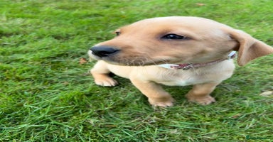 Labrador Retriever dogs - Advert 2