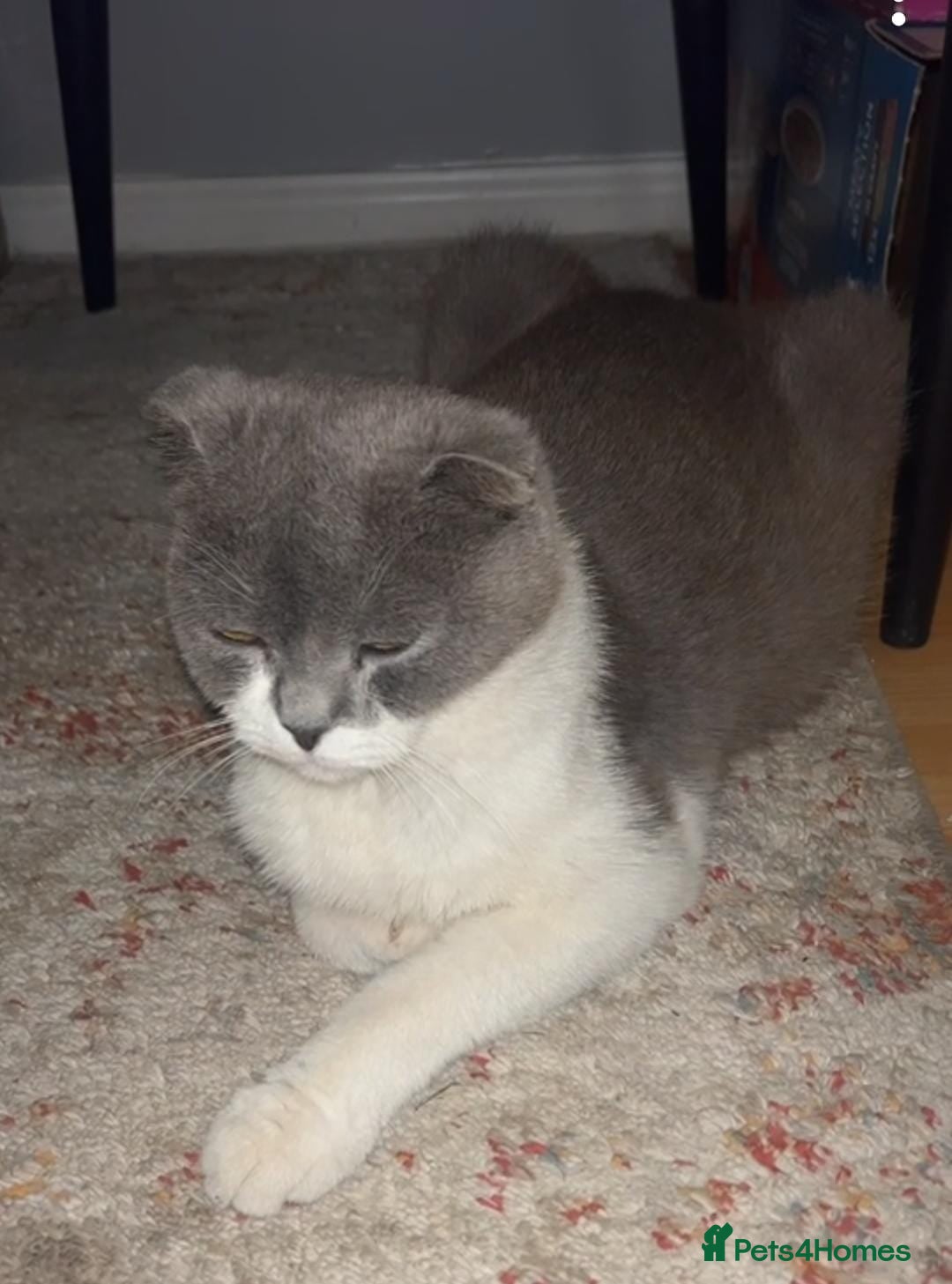 Scottish Fold cats for sale: Kittens  - Image 8