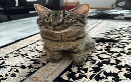 Mixed Breed cats for sale: 2x Female mixed breed kittens for sale  - Image 2