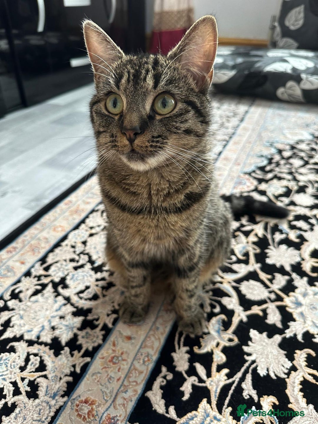 Mixed Breed cats for sale: 2x Female mixed breed kittens for sale  - Image 2