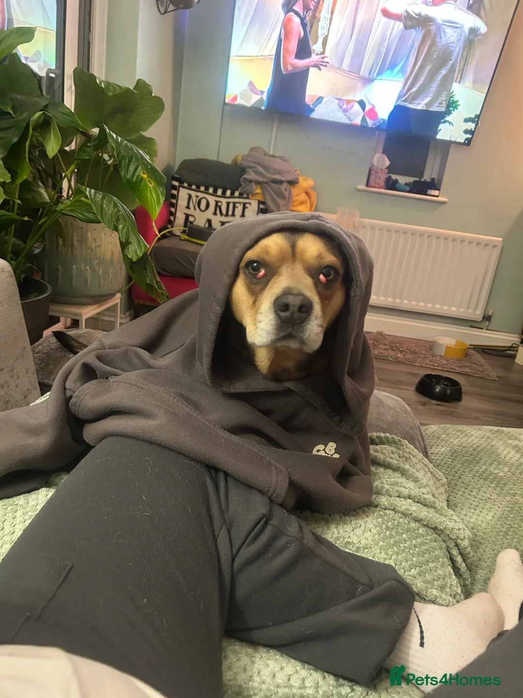 Mixed Breed dogs for sale: Very sad rehome - Advert 2