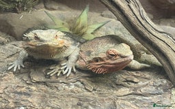 Bearded Dragon reptiles for sale: Baby Red Leatherback Bearded Dragons - Image 3