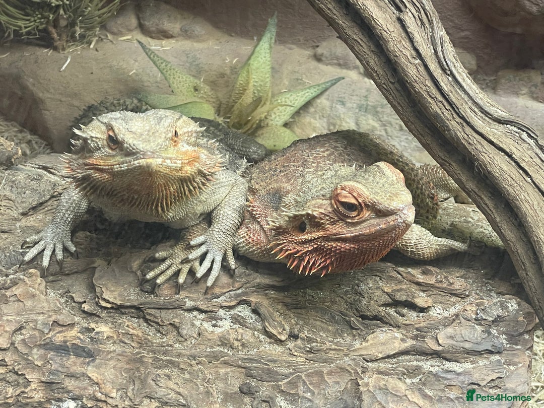 Bearded Dragon reptiles for sale: Baby Red Leatherback Bearded Dragons - Image 3