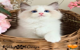 Ragdoll cats for sale: 🐾🩷*TICA REG* LYNX TABBY EU RAGDOLL KITTENS🩵🐾 - Image 13