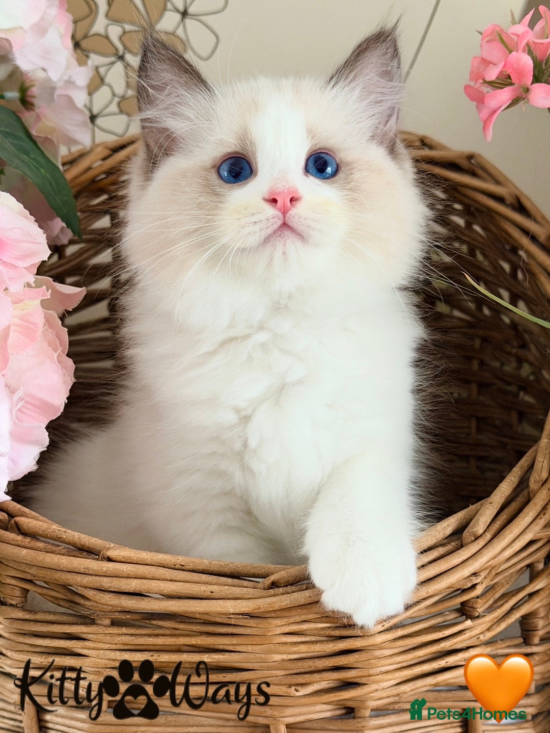 Ragdoll cats for sale: 🐾🩷*TICA REG* LYNX TABBY EU RAGDOLL KITTENS🩵🐾 - Image 13