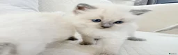 Ragdoll cats for sale: 3 Blue Point Kittens for sale - All Boys!! - Advert 9