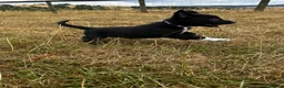 Mixed Breed dogs for sale: Kelpie x collies BEAUTIFUL LITTER - Advert 35
