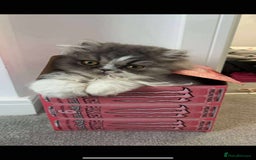 Persian cats for sale: Stunning Persian kittens ready 21st August - Image 11