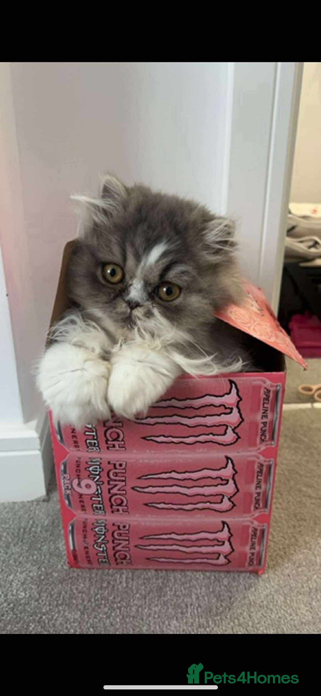 Persian cats for sale: Stunning Persian kittens ready 21st August - Image 11