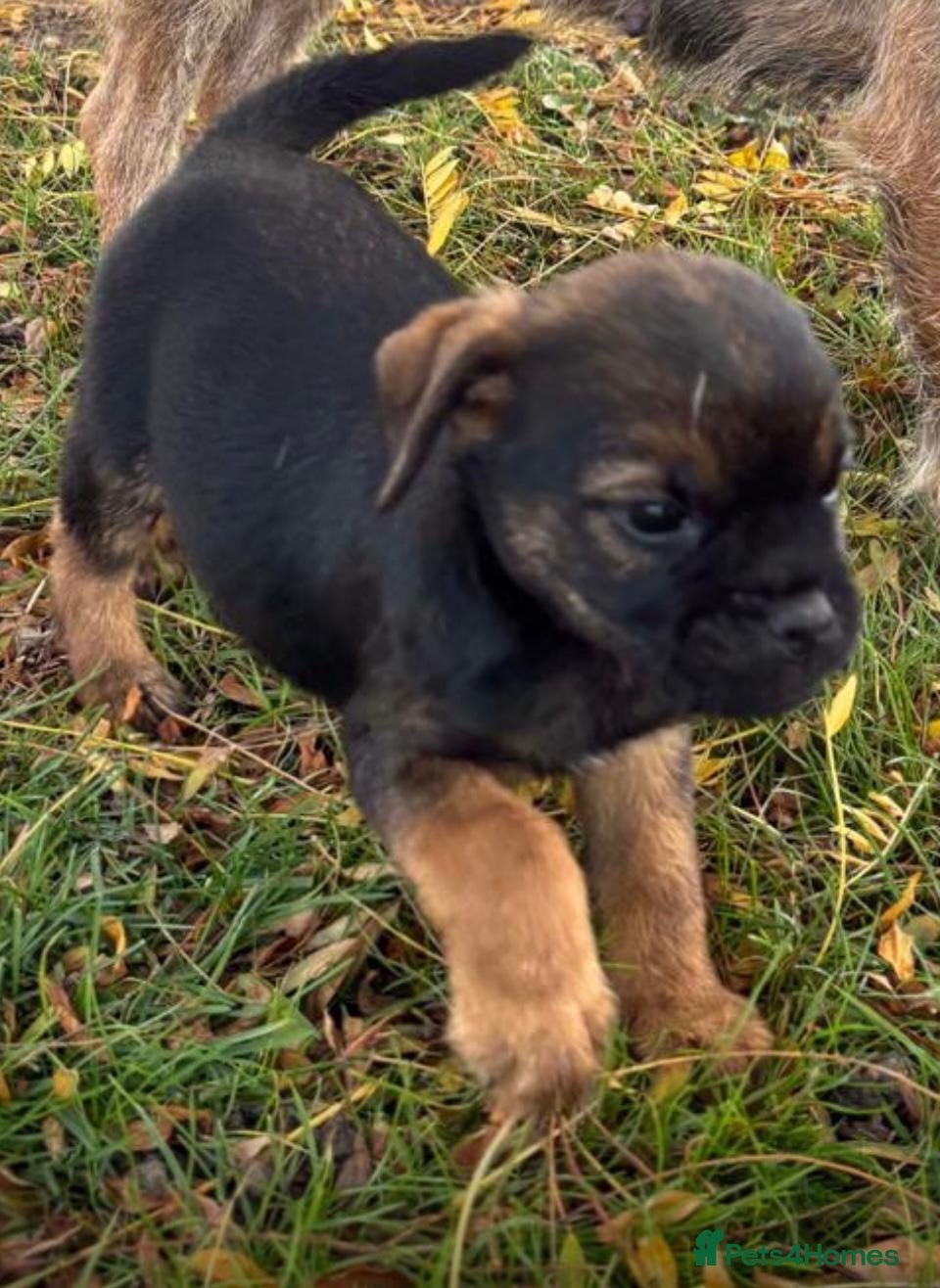 Border Terrier dogs 🐾 One fantastic Border Terrier boy remaining. - Advert 2