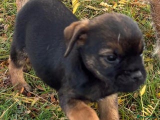 Border Terrier dogs 🐾 One fantastic Border Terrier boy remaining. - Advert 2