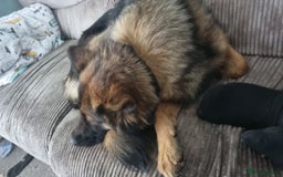German Shepherd dogs for sale: 1 year old GSD  - Image 2
