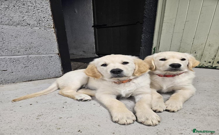 Golden Retriever dogs - Advert 1