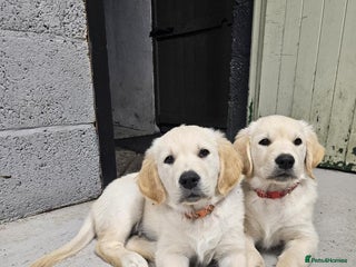 Golden Retriever dogs - Advert 14