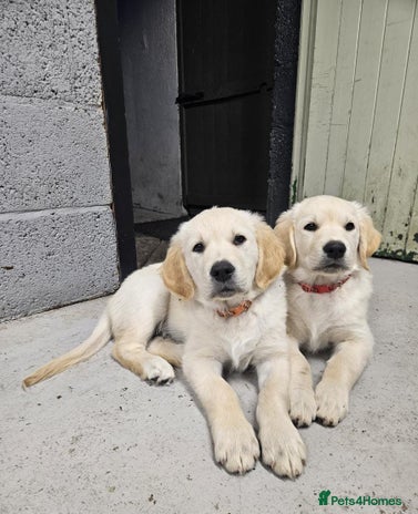 Golden Retriever dogs - Advert 4