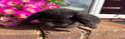 Mini Lop rabbits for sale: 6 mini lop babies RTL 10th September - Advert 5