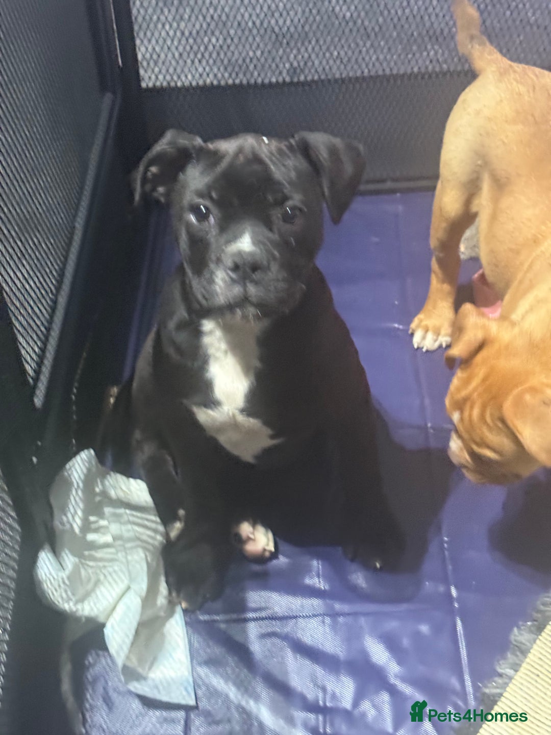Alapaha Blue Blood Bulldog dogs for sale: ALAPAHA BLUE BLOOD BULLDOGS  - Advert 26