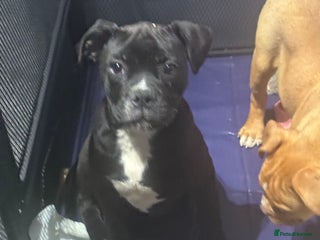 Alapaha Blue Blood Bulldog dogs ALAPAHA BLUE BLOOD BULLDOGS - Advert 3