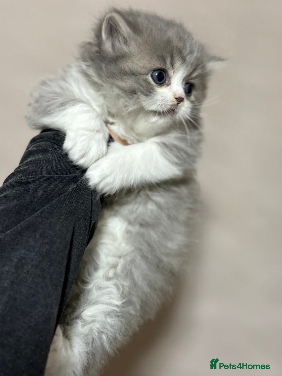 Persian cats for sale: Persian kittens  - Advert 15