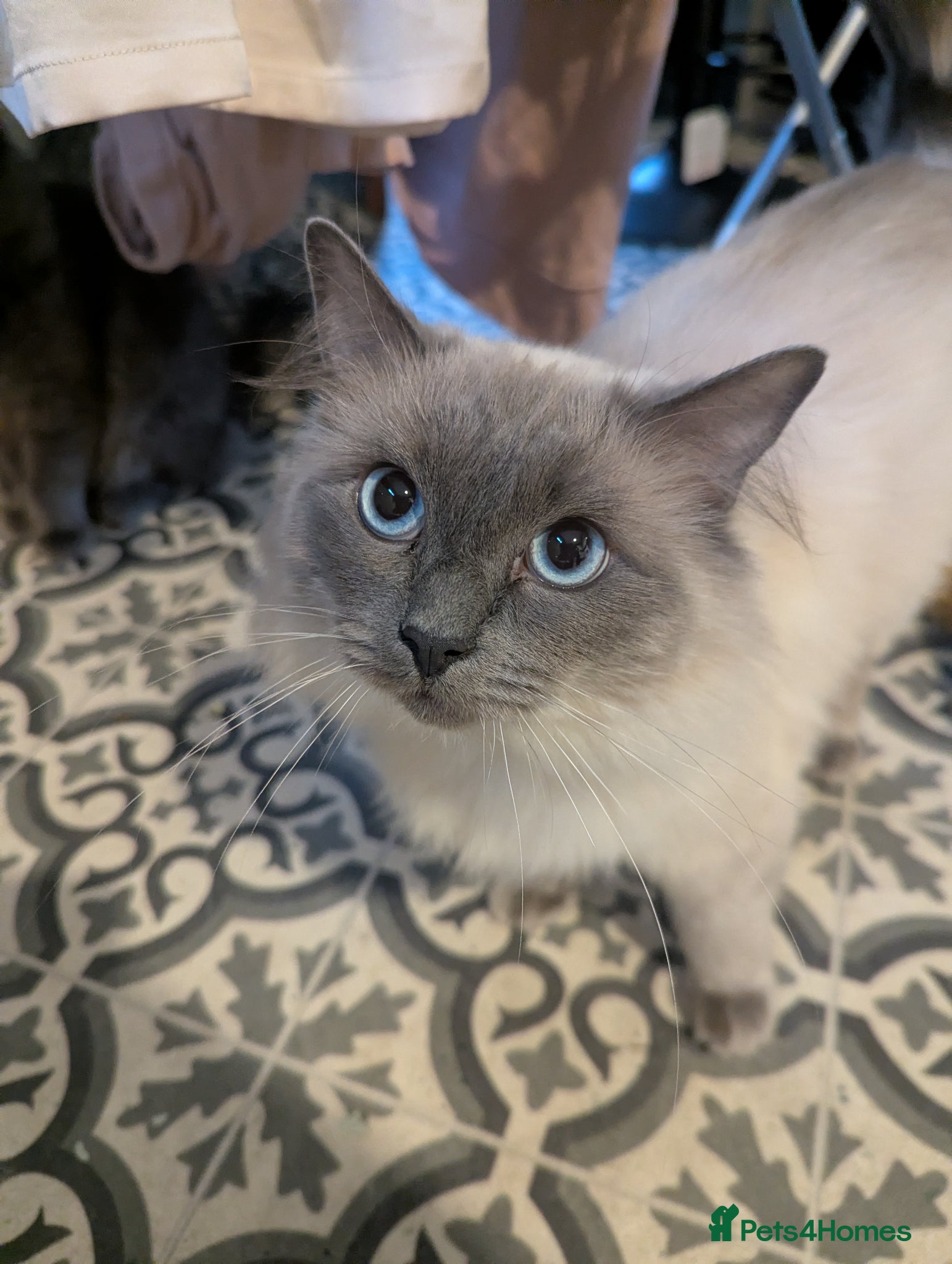 Ragdoll cats 2 year old blue point ragdoll male  - Advert 2