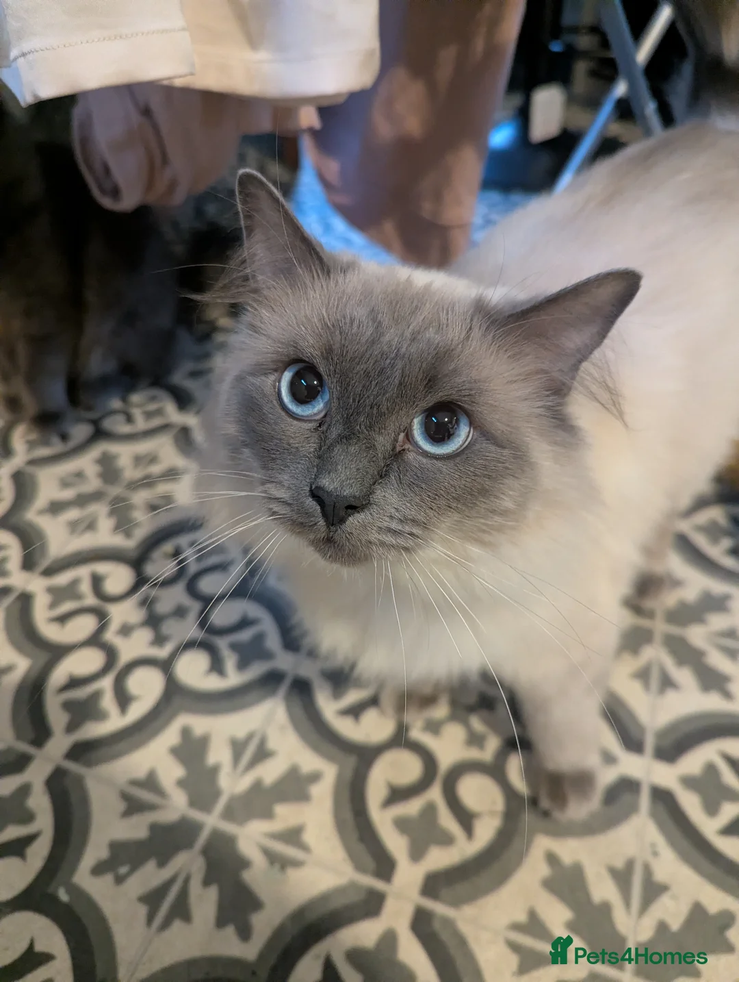 Ragdoll cats for sale: 2 year old blue point ragdoll male  - Advert 1