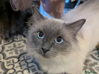 Ragdoll cats 2 year old blue point ragdoll male - Advert 2