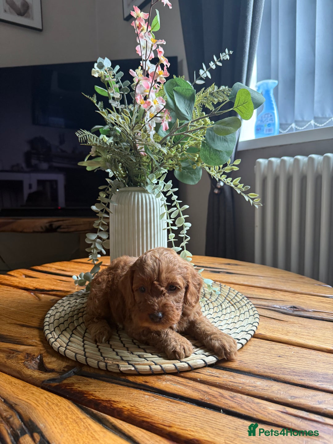 Cockapoo dogs for sale: Toy Cockapoo Puppies, Family Raised, Sweet Natured - Image 5