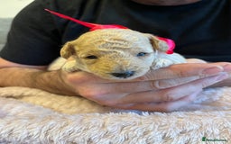 Miniature Poodle dogs for sale: Gorgeous miniature poodle pups - Image 20