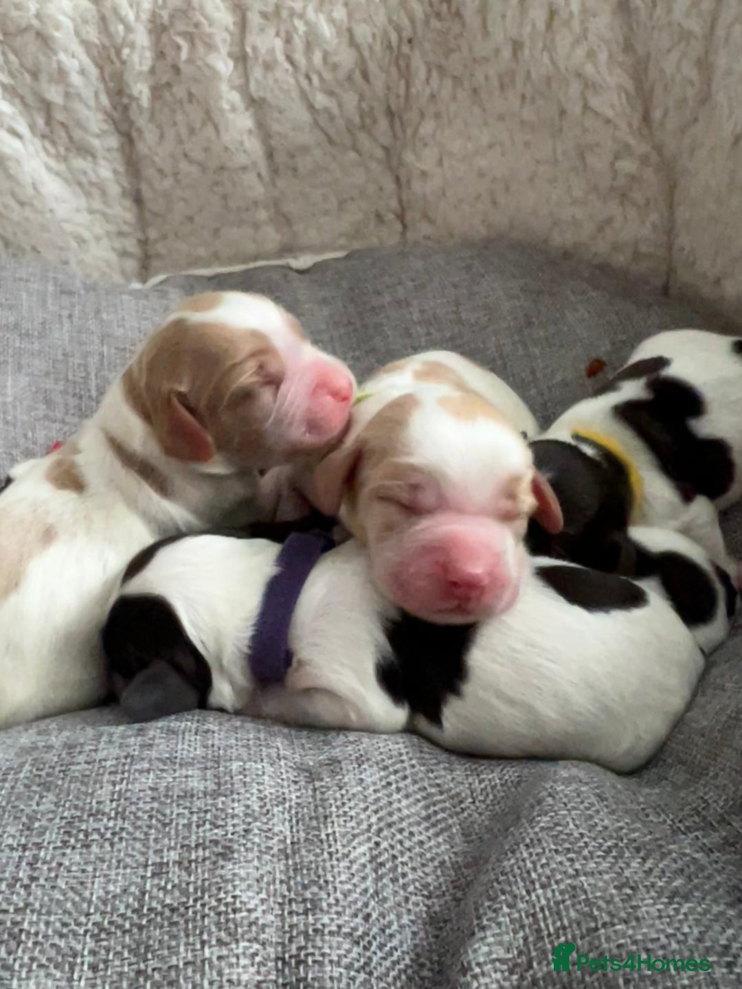 Sprocker dogs for sale: Sprocker puppies  - Image 1
