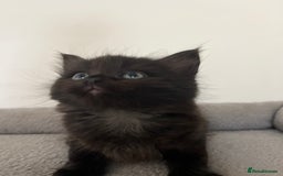 Mixed Breed cats for sale: Healthy, loved, well behaved and clean kittens - Image 11